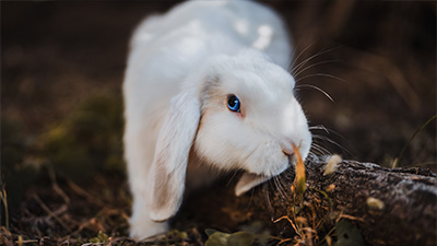 A White rabbit